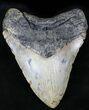 Giant Megalodon Tooth - North Carolina #26479-1